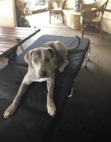 Lost Dog