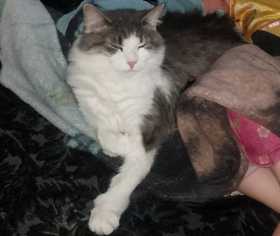 Lost Cat
