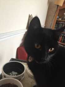 Lost Cat