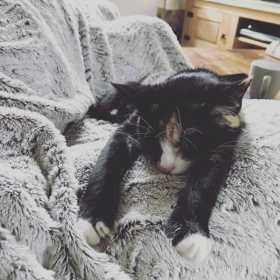 Lost Cat