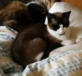 Lost Cat