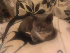 Lost Cat