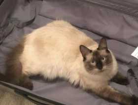 Lost Cat