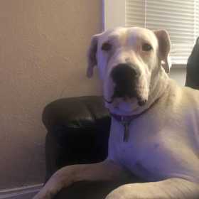 Lost Dog