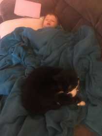 Lost Cat