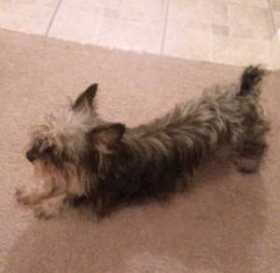 Lost Dog