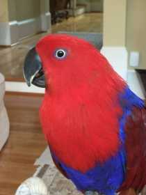 Lost Eclectus