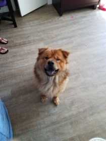 Lost Dog