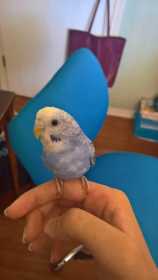 Lost Budgerigar