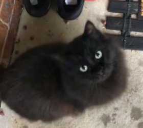 Lost Cat