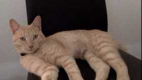 Lost Cat