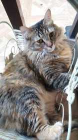 Lost Cat