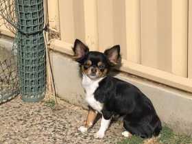Lost Dog