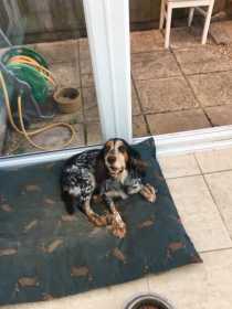 Lost Dog