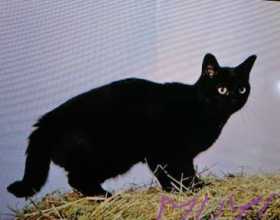 Lost Cat