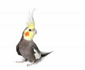 Lost Cockatiel