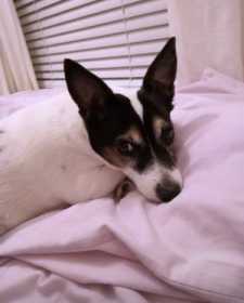 Lost Dog