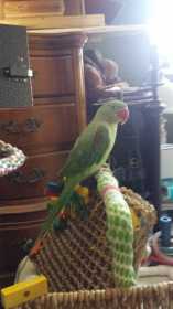 Lost Alexandrine