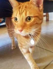 Lost Cat