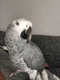 Lost African Grey