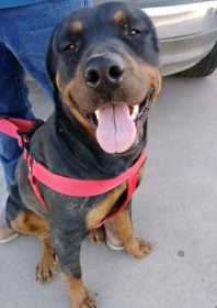 Lost Dog