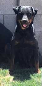 Lost Dog