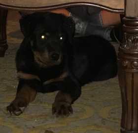 Lost Dog