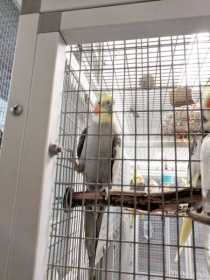 Lost Cockatiel