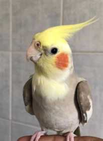 Lost Cockatiel