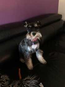 Lost Dog