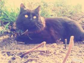 Lost Cat