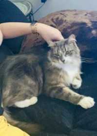Lost Cat