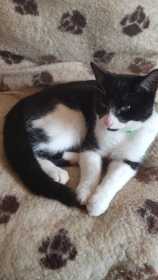 Lost Cat