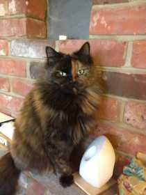 Lost Cat