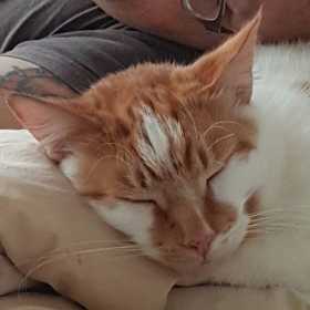 Lost Cat