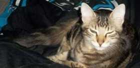 Lost Cat