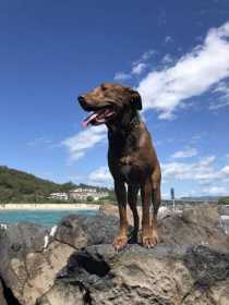 Lost Dog