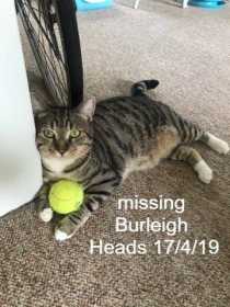 Lost Cat