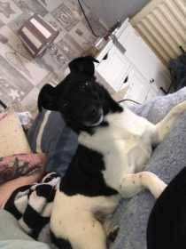 Lost Dog