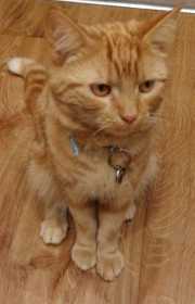 Lost Cat