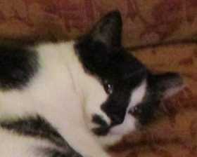 Lost Cat