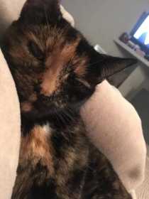 Lost Cat
