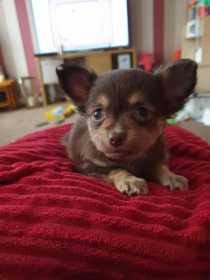 Lost Dog