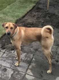 Lost Dog