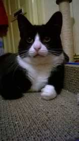 Lost Cat