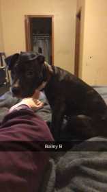 Lost Dog