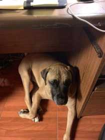 Lost Dog