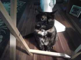 Lost Cat