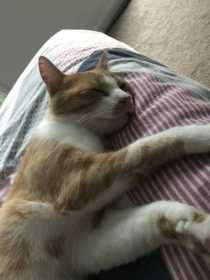 Lost Cat