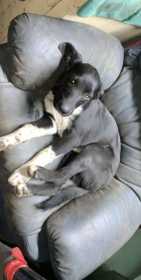 Lost Dog